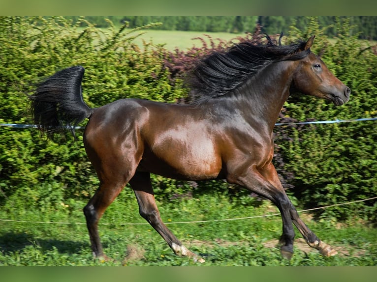 Shagya Arabian Étalon 3 Ans 151 cm Bai in Frýdlant