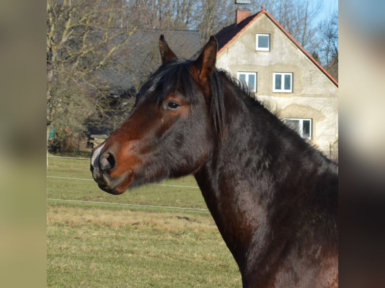 Shagya Arabian Étalon 3 Ans 151 cm Bai in Frýdlant