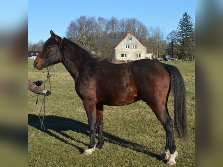 Shagya Arabian Étalon 3 Ans 151 cm Bai in Frýdlant