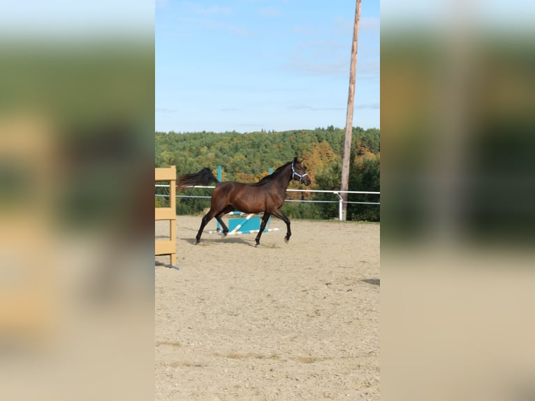 Shagya Arabian Étalon 3 Ans 160 cm Bai in Neuhaus in der Wart