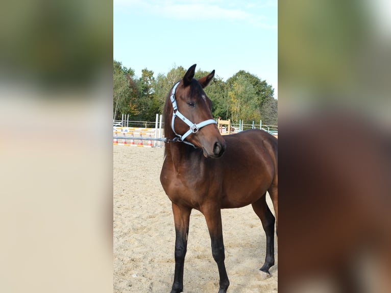 Shagya Arabian Étalon 3 Ans 160 cm Bai in Neuhaus in der Wart