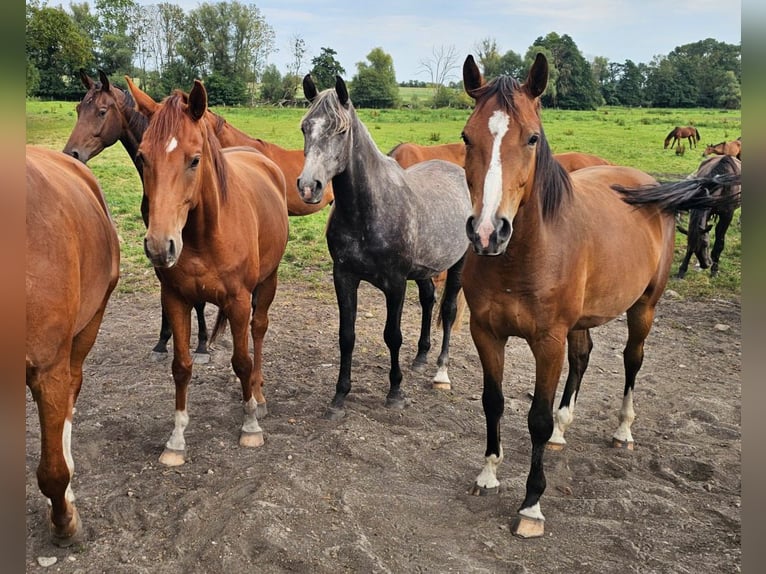 Shagya Arabian Étalon 3 Ans 163 cm Gris in Fürstenberg