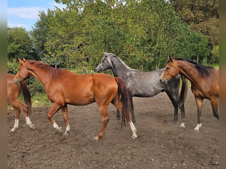Shagya Arabian Étalon 3 Ans 163 cm Gris in Fürstenberg