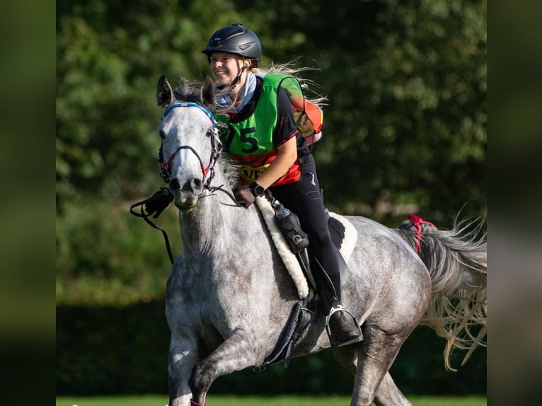 Shagya Arabian Étalon Bai in Rotenburg an der Fulda