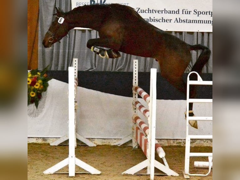Shagya Arabian Étalon in Rotenburg an der Fulda
