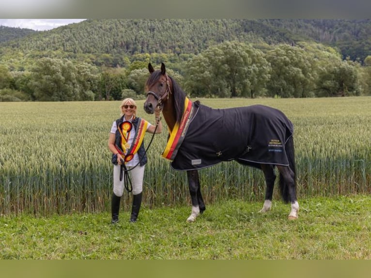 Shagya Arabian Étalon in Rotenburg an der Fulda