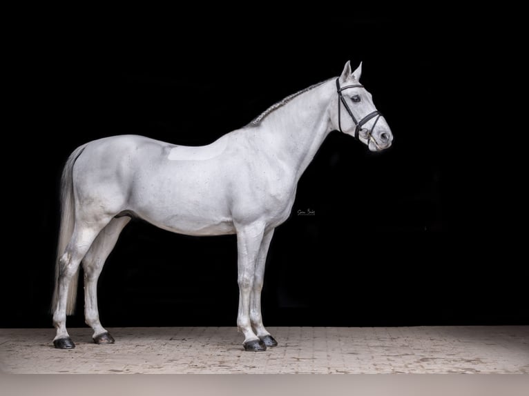 Shagya Arabian Étalon Gris in Aukrug