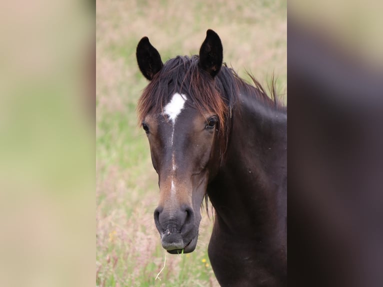 Shagya Arabian Étalon Gris in Rotenburg an der Fulda