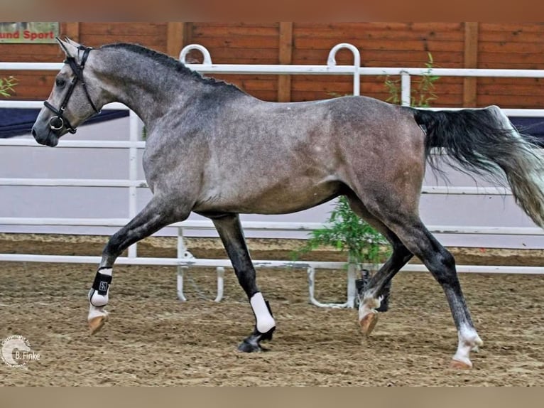 Shagya Arabian Étalon Gris in Rotenburg an der Fulda