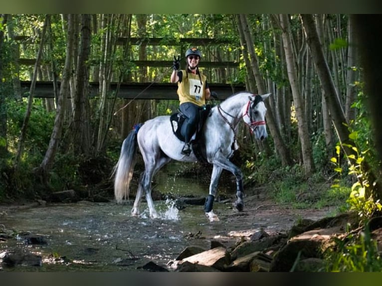 Shagya Arabian Étalon Gris in Rotenburg an der Fulda