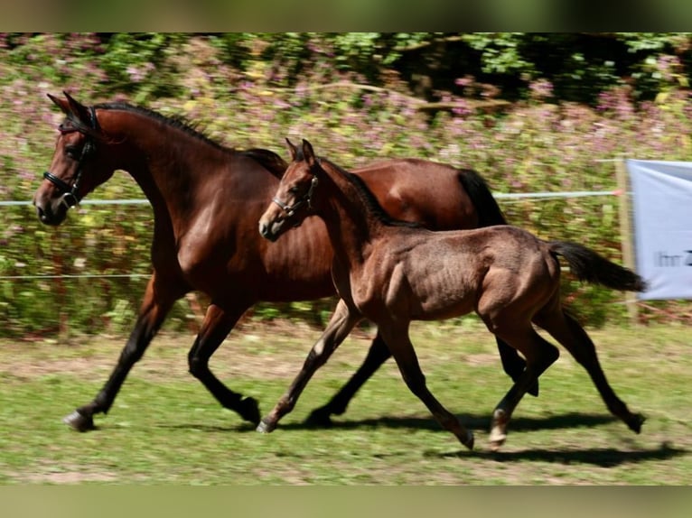 Shagya Arabian Étalon Gris in Rotenburg an der Fulda