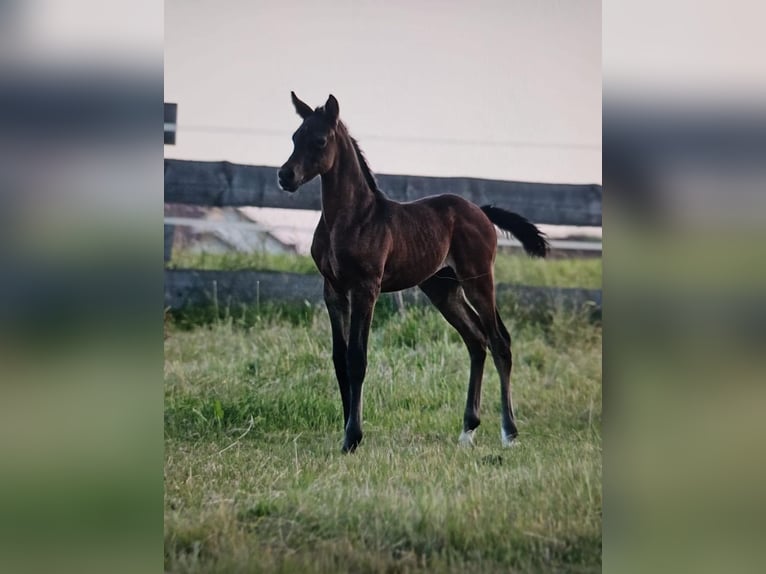 Shagya Arabian Étalon Gris in Rotenburg an der Fulda