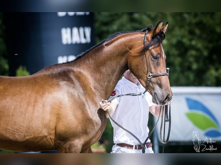 Shagya Arabian Étalon Gris in Rotenburg an der Fulda