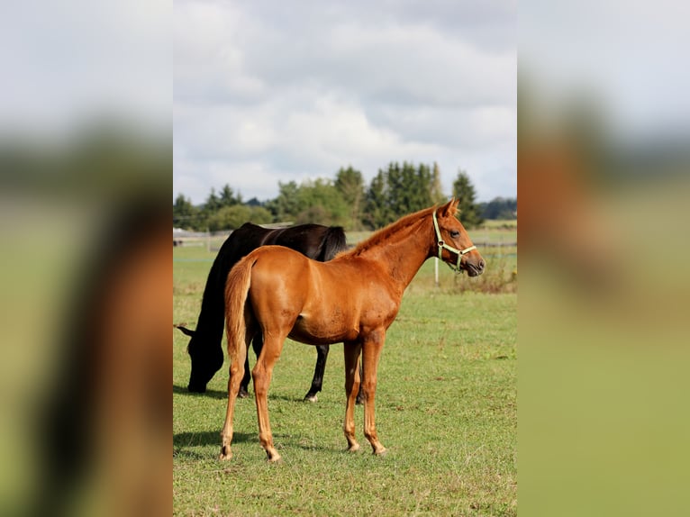 Shagya Arabian Étalon Poulain (03/2025) Alezan cuivré in Plzen