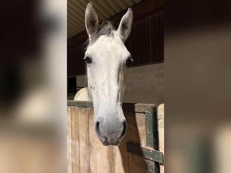 Shagya Arabian Gelding 10 years 15.1 hh Grey-Dapple in Hilzingen