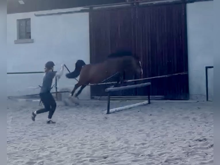 Shagya Arabian Gelding 10 years 15.2 hh Brown in GroßschönauGroßschönau