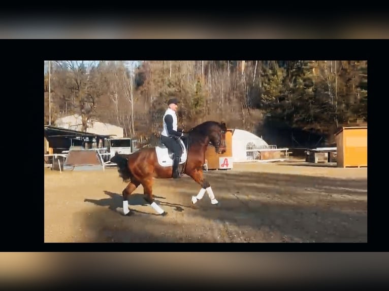 Shagya Arabian Gelding 10 years 15,2 hh Brown in Köflach