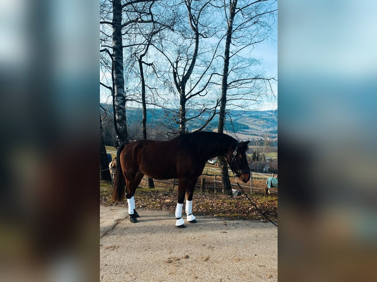 Shagya Arabian Gelding 10 years 15,2 hh Brown in Köflach