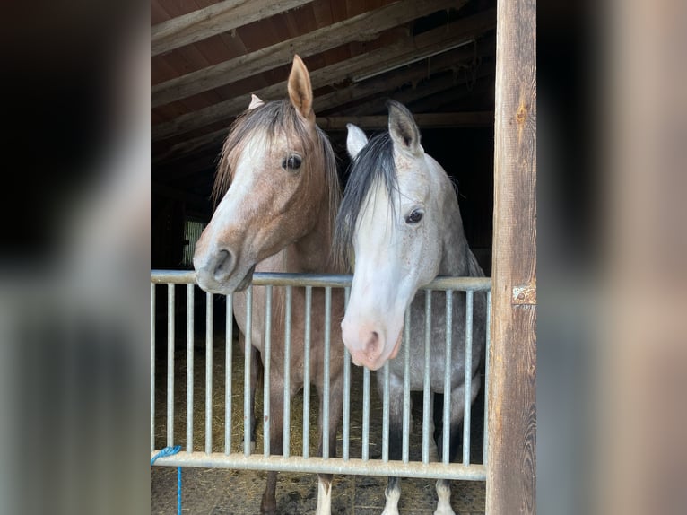 Shagya Arabian Gelding 10 years 15 hh Gray-Dapple in Brennberg