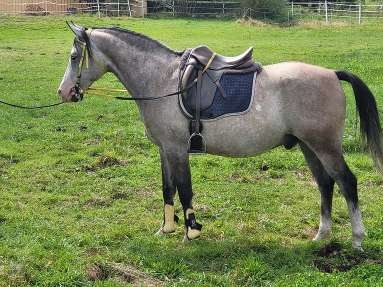Shagya Arabian Gelding 10 years 15 hh Gray-Dapple in Brennberg