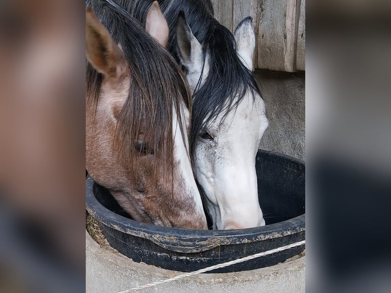 Shagya Arabian Gelding 10 years 15 hh Gray-Dapple in Brennberg