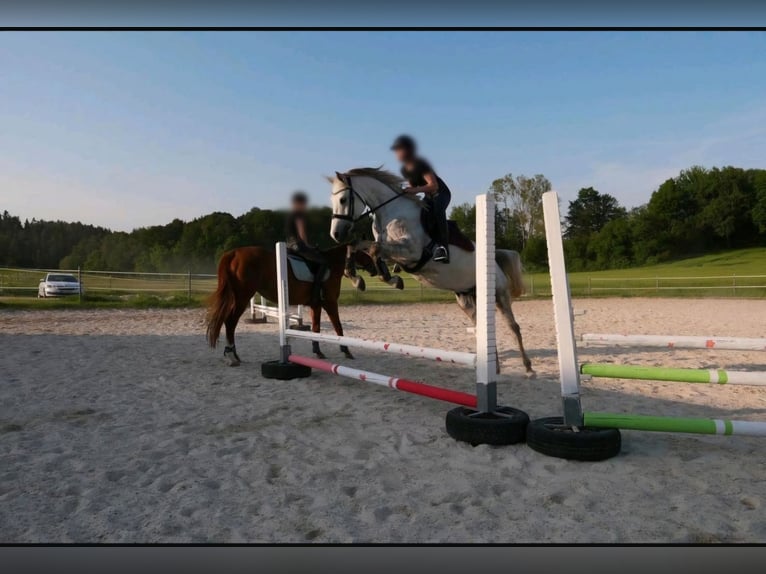 Shagya Arabian Gelding 10 years 16 hh Gray in Illschwang