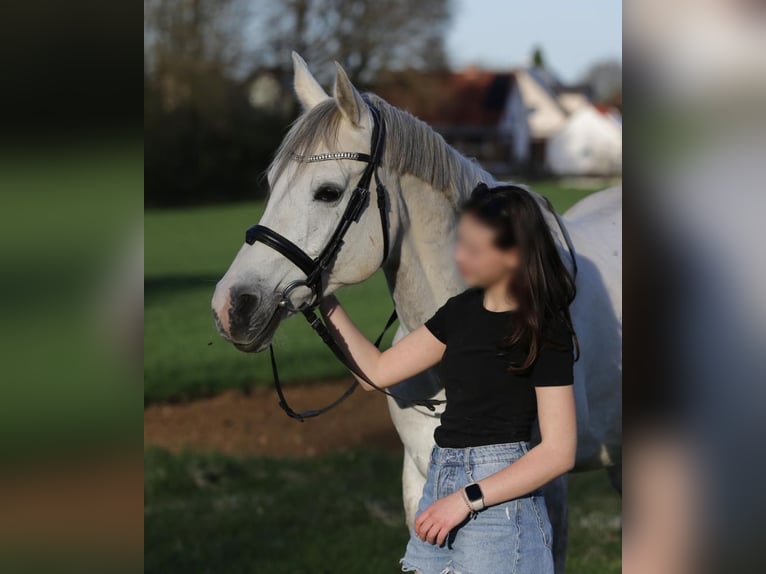 Shagya Arabian Gelding 10 years 16 hh Gray in Illschwang