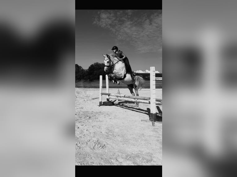 Shagya Arabian Gelding 10 years 16 hh Gray in Illschwang