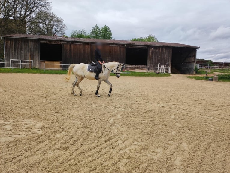 Shagya Arabian Gelding 10 years 16 hh Gray in Illschwang