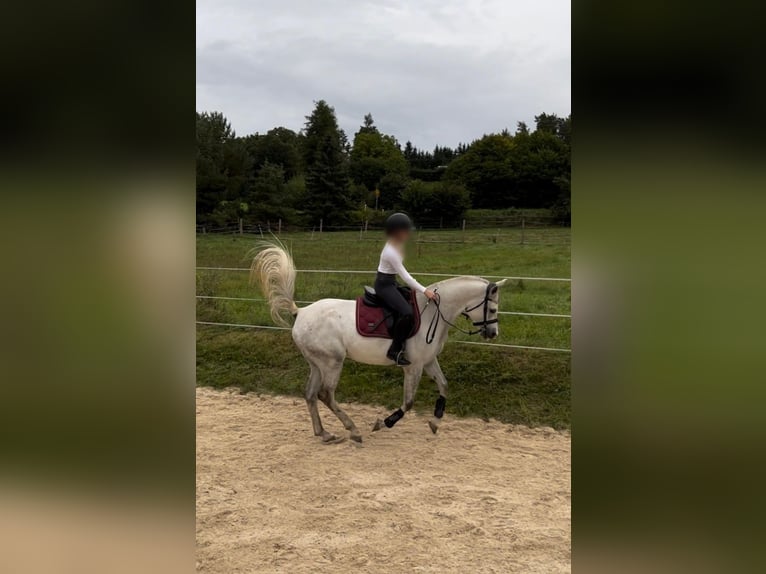 Shagya Arabian Gelding 10 years 16 hh Gray in Illschwang