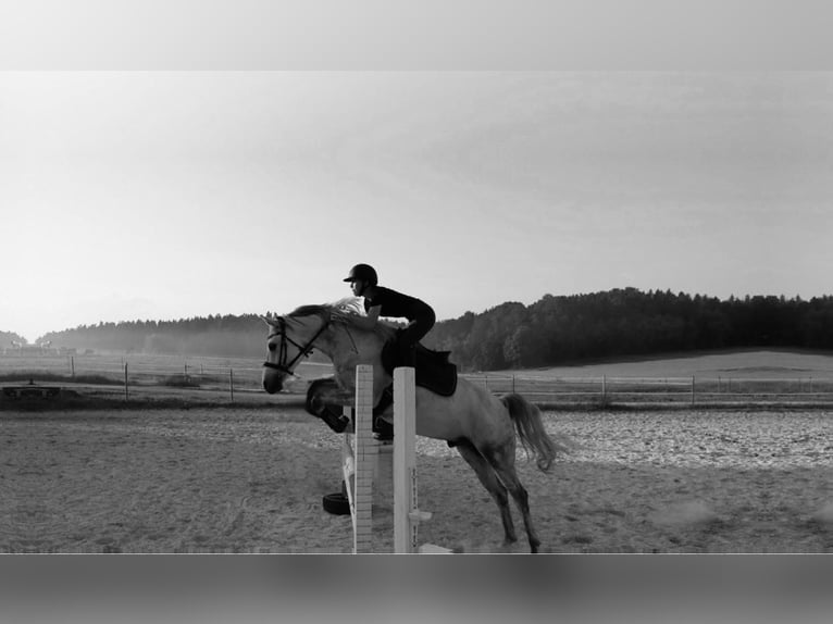 Shagya Arabian Gelding 10 years 16 hh Gray in Illschwang