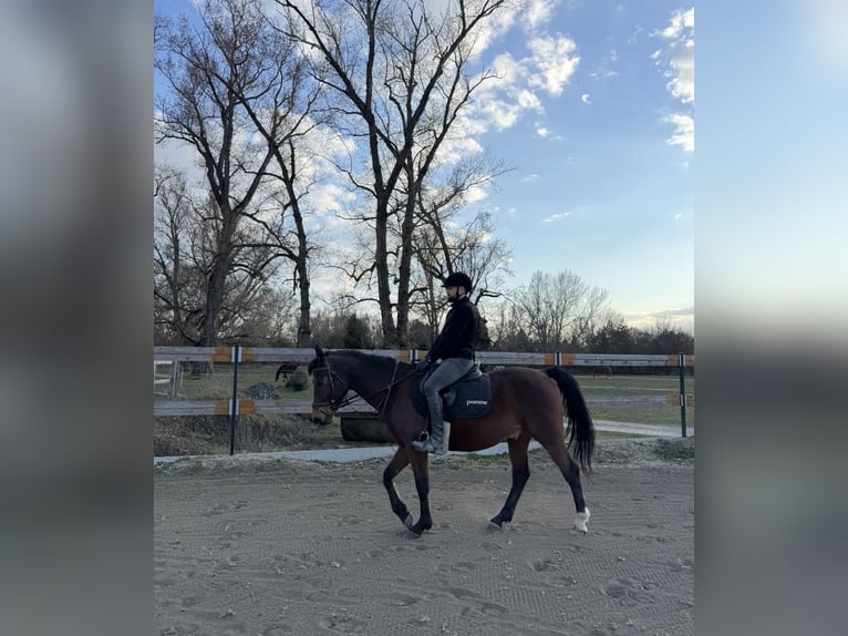 Shagya Arabian Gelding 10 years Brown in Piestany