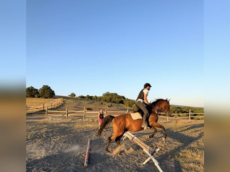 Shagya Arabian Gelding 10 years Brown in Piestany