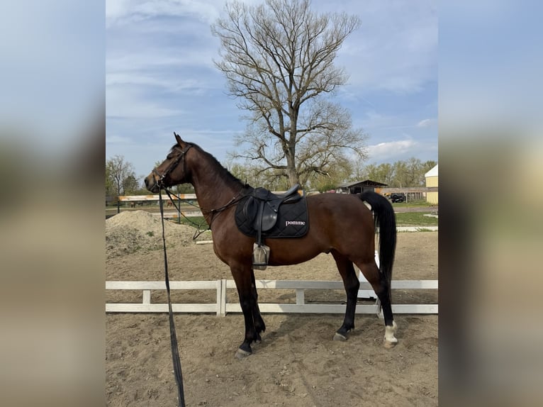 Shagya Arabian Gelding 10 years Brown in Piestany