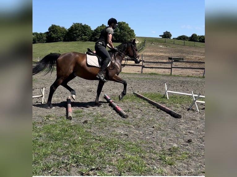Shagya Arabian Gelding 10 years Brown in Piestany