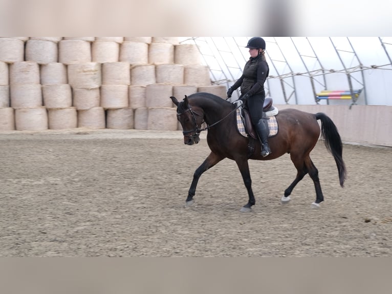 Shagya Arabian Gelding 13 years 15,2 hh Brown in Neuhaus in der Wart