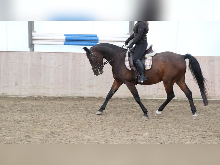 Shagya Arabian Gelding 13 years 15,2 hh Brown in Neuhaus in der Wart