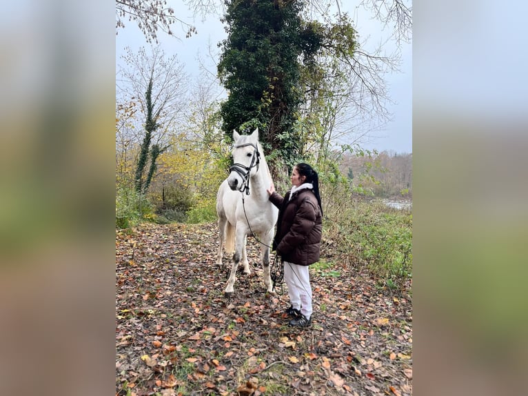 Shagya Arabian Gelding 13 years Grey in St. ValentiN