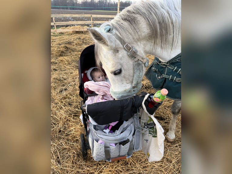 Shagya Arabian Gelding 14 years Grey in St. ValentiN