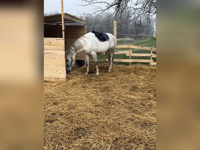 Shagya Arabian Gelding 14 years Grey in St. ValentiN