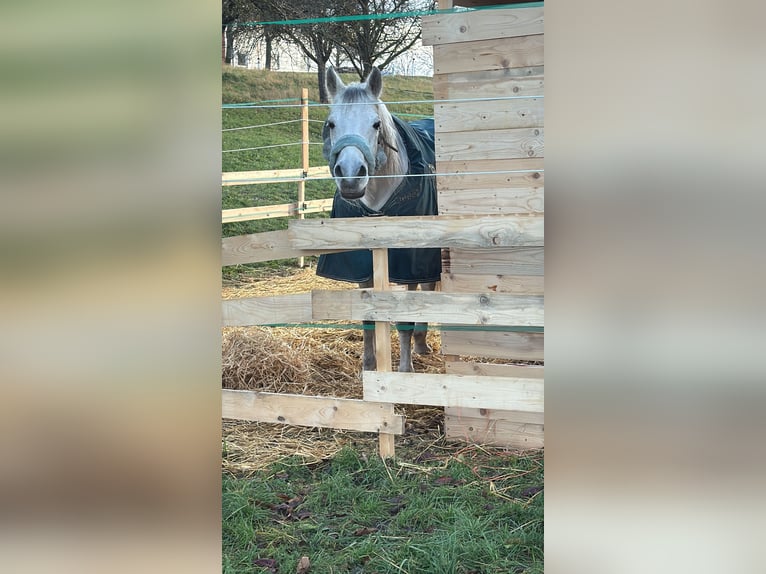Shagya Arabian Gelding 14 years Grey in St. ValentiN