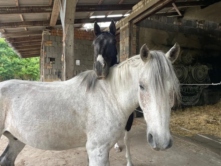 Shagya Arabian Gelding 15 years 14.3 hh Grey in Temnitzquell