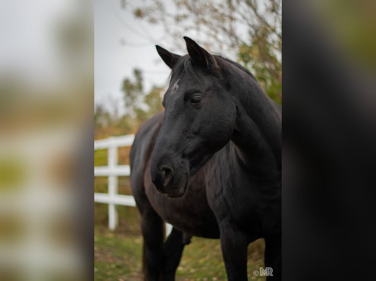 Shagya Arabian Gelding 15 years 15.2 hh Smoky-Black in Wien, Donaustadt