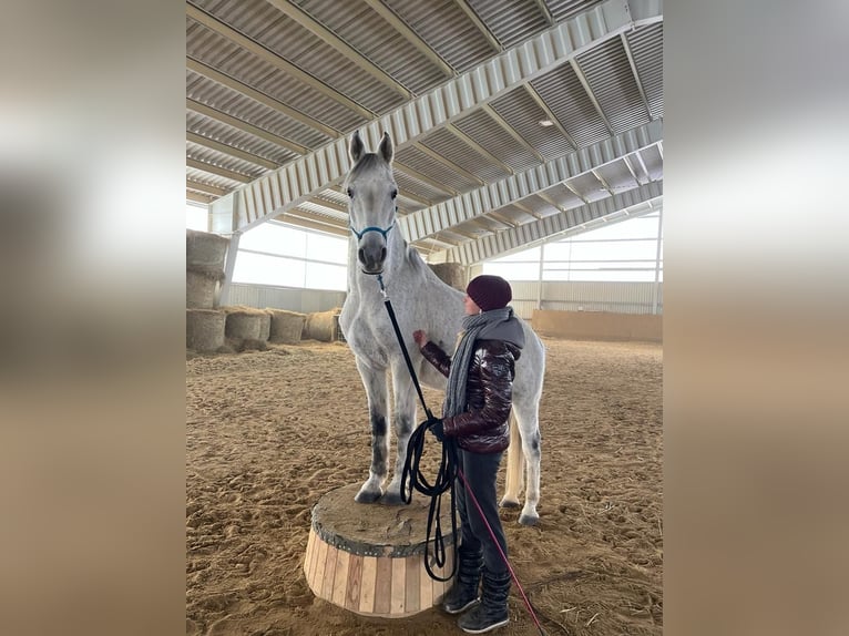 Shagya Arabian Gelding 15 years 15,2 hh Grey in Waidhofen an der Ybbs