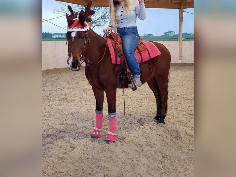 Shagya Arabian Gelding 16 years 14,2 hh Brown in Neuhaus in der Wart