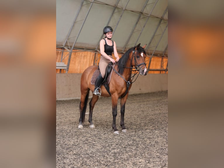 Shagya Arabian Gelding 16 years 14,2 hh Brown in Neuhaus in der Wart