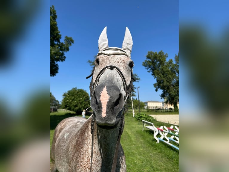 Shagya Arabian Gelding 16 years Grey-Fleabitten in Wien, Leopoldstadt