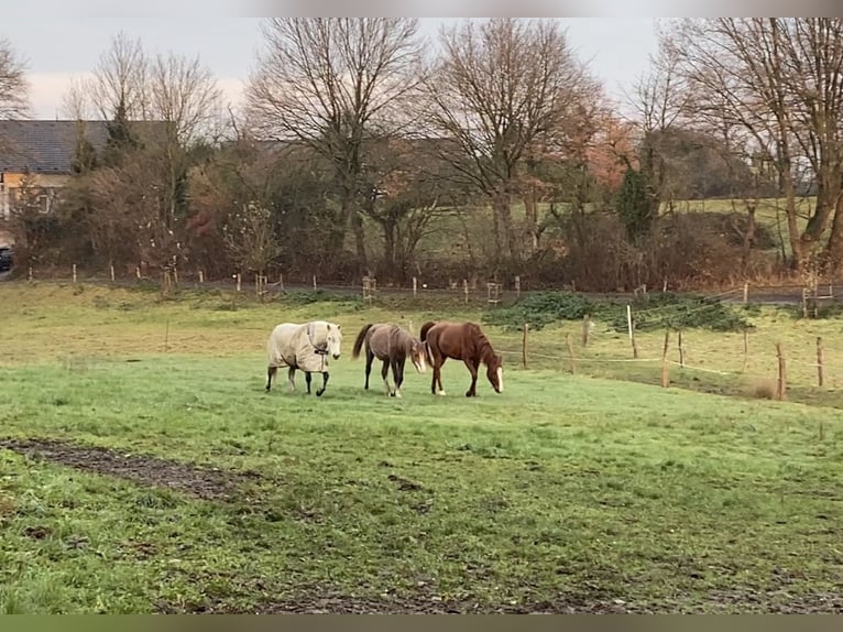 Shagya Arabian Gelding 1 year 15,2 hh Can be white in Königswinter