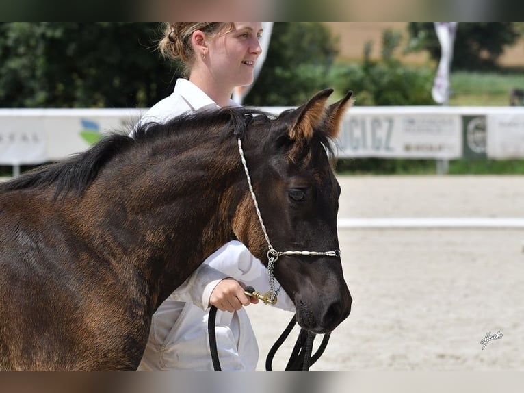 Shagya Arabian Gelding 1 year Black in Kladruby