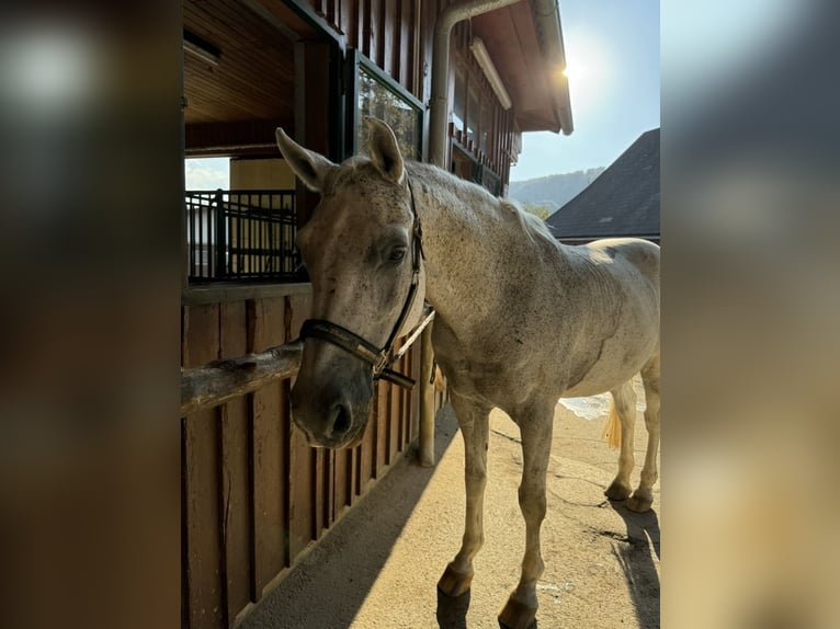 Shagya Arabian Gelding 23 years 15,2 hh Grey-Fleabitten in Stattegg